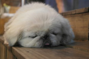 How I feel at the end of P-day...dog-tired!