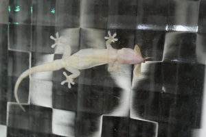 Meet my other new friend, Clark, the gecko. CLARK, WE NEED YOU!