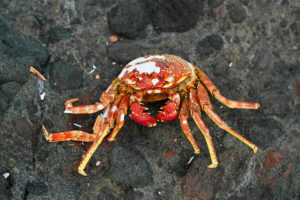 With the fullness of the gospel, we don't need to be crabby...
